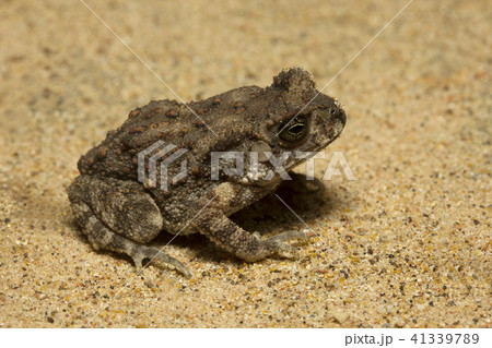 Toad, Bufo sp, Bufonidae, Trishna, Tripura , India 41339789
