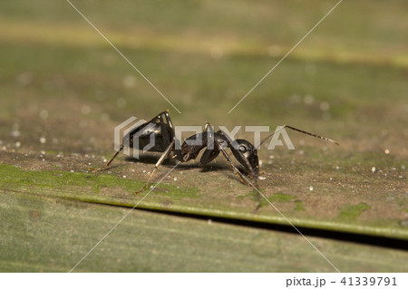 Close-up of ant, Bangalore , India 41339791