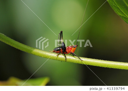Orange nymph Katydid, Conocephalusysp  41339794