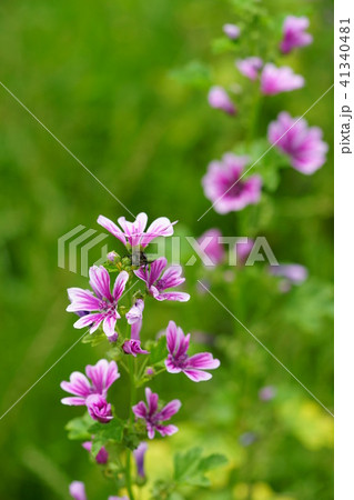 ウスベニアオイの花3 ウスベニアオイの花3 41340481