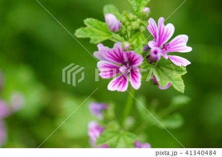 ウスベニアオイの花6 ウスベニアオイの花6 41340484