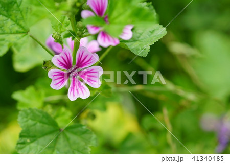 ウスベニアオイの花７ 41340485
