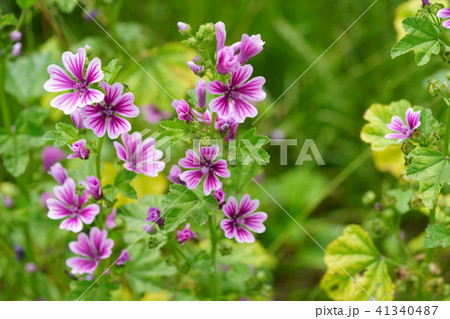 ウスベニアオイの花9 ウスベニアオイの花9 41340487