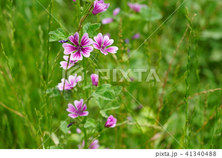 ウスベニアオイの花１０ 41340488