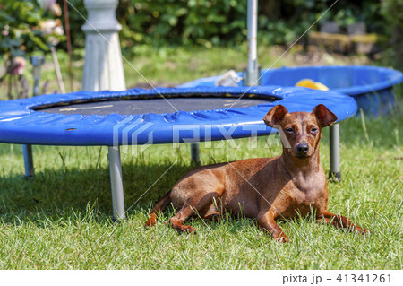 Portrait of beautiful miniature pinscher sitting on the green 41341261