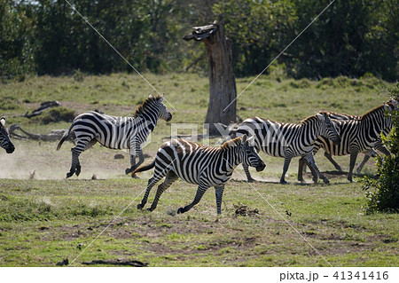 グラントシマウマ 41341416