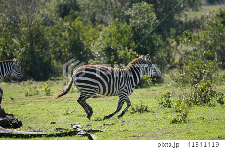 グラントシマウマ グラントシマウマ 41341419