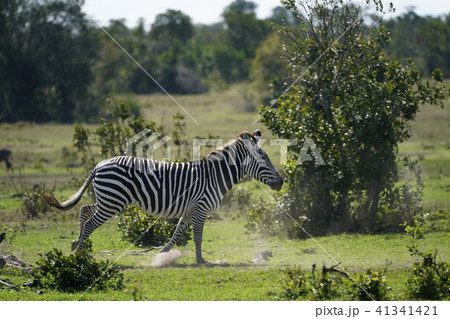 グラントシマウマ 41341421