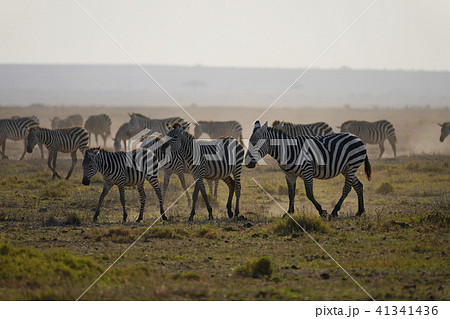 グラントシマウマ グラントシマウマ 41341436