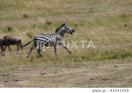 グラントシマウマ グラントシマウマ 41341439