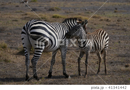 グラントシマウマ 41341442