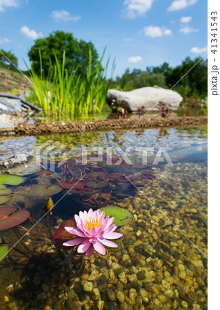 Beautiful water lily, plants natural swimming pond 41341543