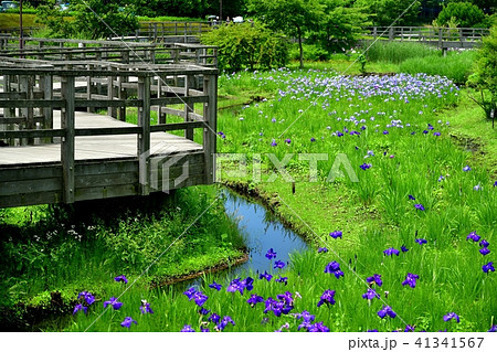 蟹ヶ谷公園の菖蒲の花 蟹ヶ谷公園の菖蒲の花 41341567