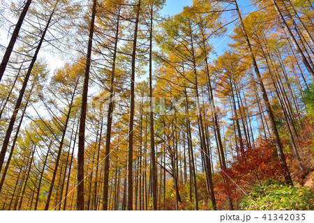 水木沢天然林のカラマツ林 水木沢天然林のカラマツ林 41342035