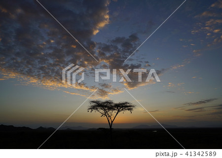 ニセアカシア 41342589