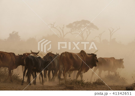 マサイのウシ マサイのウシ 41342651