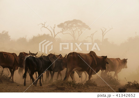 マサイのウシ マサイのウシ 41342652