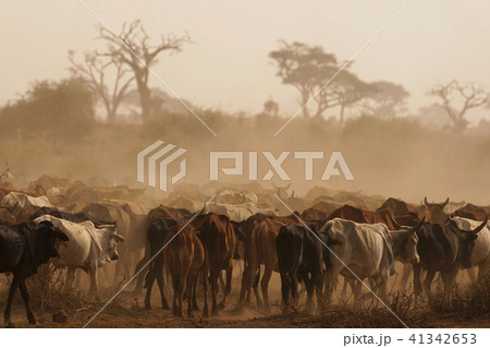 マサイのウシ マサイのウシ 41342653