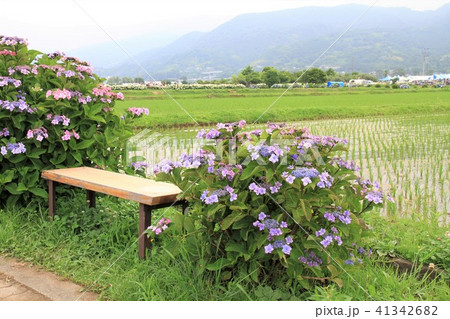 神奈川県 開成町 あじさい祭り 神奈川県 開成町 あじさい祭り 41342682