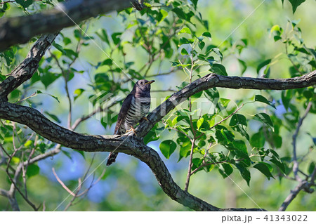 ツツドリ　カッコウ目カッコウ科 41343022
