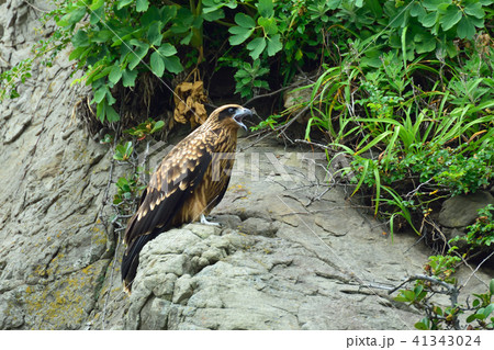 トビ（カイト）　タカ目タカ科　鳴く 41343024
