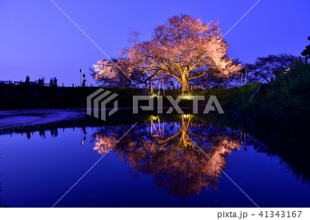 浅井の一本桜の写真素材