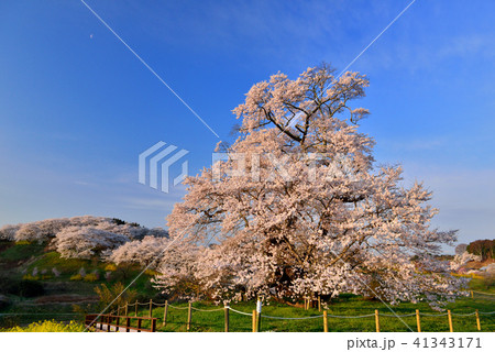 塩ノ崎の大桜 塩ノ崎の大桜 41343171