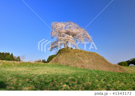 平堂壇の一本桜 41343172