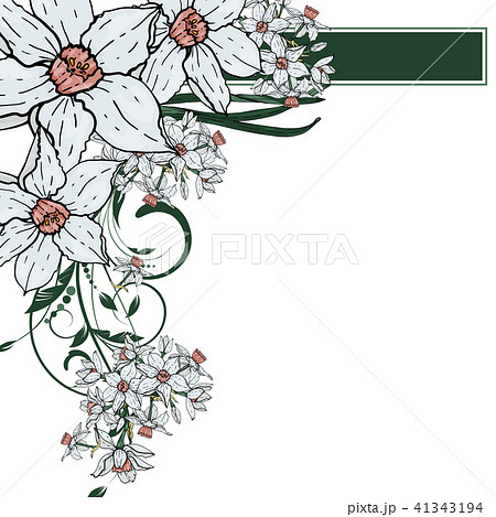 Vector hand drawing  Narcissus flowers background 41343194