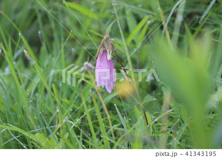 ホタルブクロ 41343195