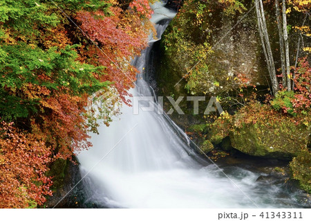 日光の紅葉 竜頭ノ滝 41343311