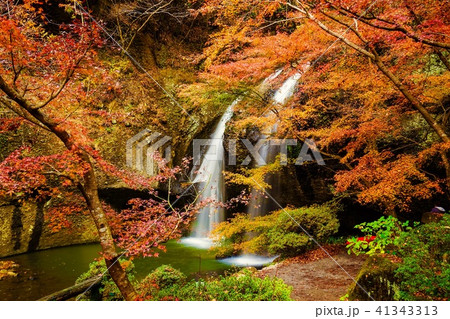 もみじ苑月待ちの滝の紅葉 41343313