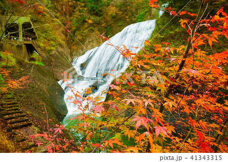 日本三名爆 袋田の滝の紅葉 41343315