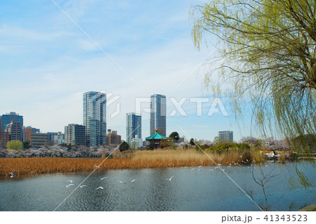 サクラ満開の上野の不忍池と弁財天 41343523