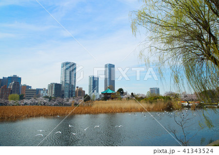 サクラ満開の上野の不忍池と弁財天 サクラ満開の上野の不忍池と弁財天 41343524