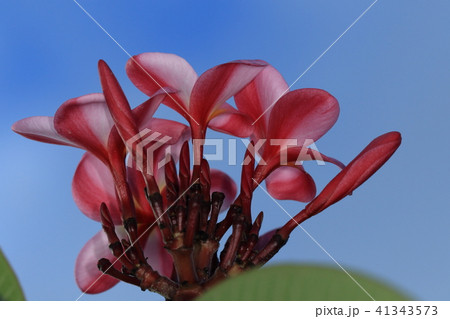 自然　植物　インドソケイ、赤花のタイプ。螺旋に捻じれた蕾と花びらの微妙な色合いがきれいです 41343573