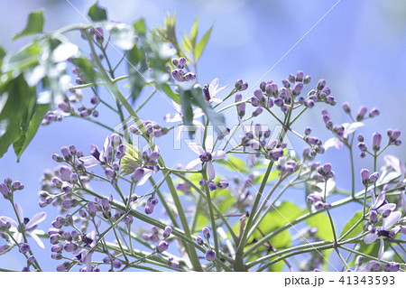 センダン 41343593