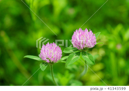 野の花 あざみ１の写真素材