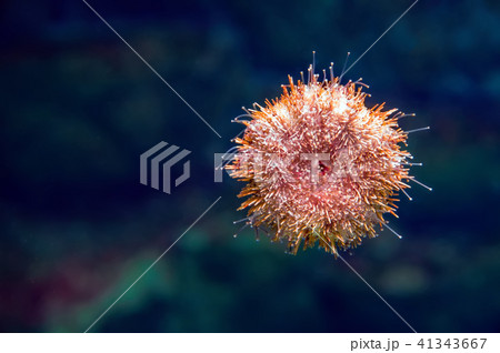 Amazing sea anemone on the glass of the aquarium. Amazing sea anemone on the glass of the aquarium. 41343667