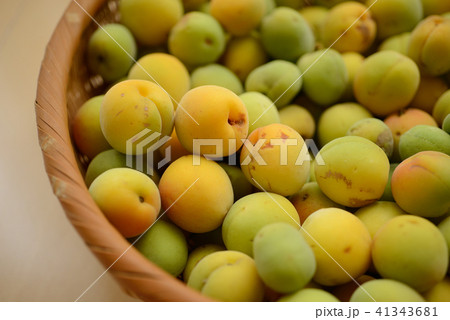 うめ 梅 ウメ 収穫 うめ 梅 ウメ 収穫 41343681