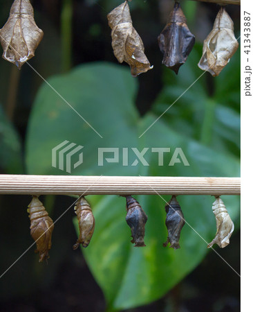 Cocoon butterfly 41343887