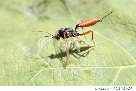 Macro of Dolichomitus dux in the garden 2 41343924