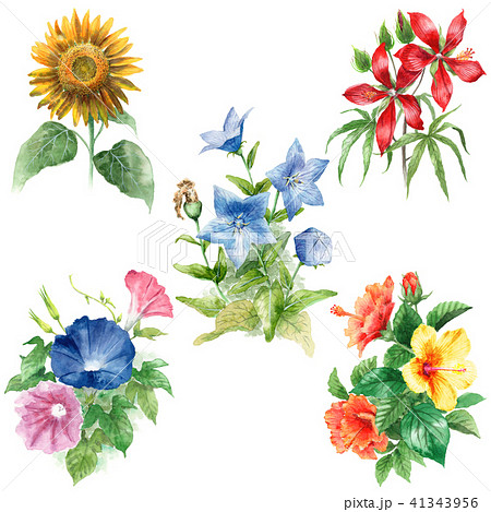 水彩で描いた夏の花５種類セットのイラスト素材