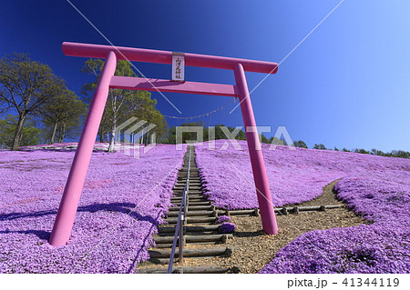 東藻琴の芝桜（北海道） 41344119