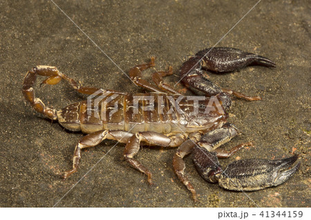 Wood scorpion, Liocheles sp, Tripura, India 41344159