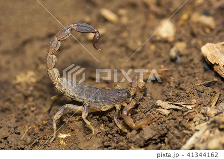 Bark scorpion, Lychas sp, Butheidae, Agumbe ARRSC 41344162