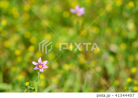 野の花・ニワゼキショウ 41344407