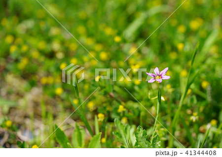 野の花・ニワゼキショウ 41344408