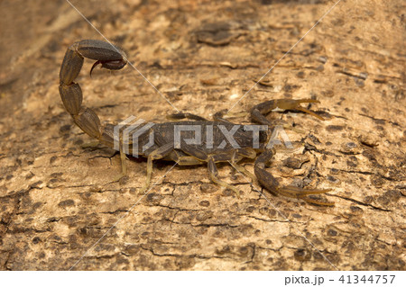 Spider, Lychas sp, Butheidae, Madhya Pradesh  41344757