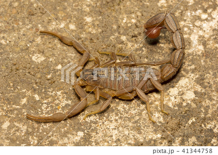 Spider, Hottentotta jabalpurensis, Butheidae  41344758